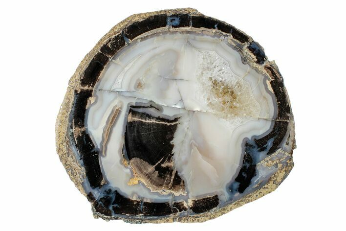 Petrified Wood (Schinoxylon) Round - Blue Forest, Wyoming #263973